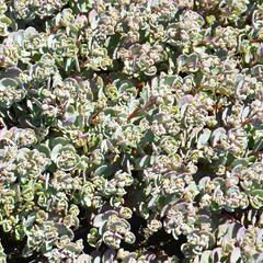 Rozchodník 'Robustum' - Sedum cauticola 'Robustum'