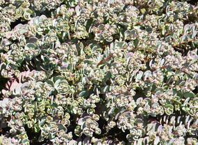 Rozchodník větvený 'Robustum' - Sedum cauticola 'Robustum'