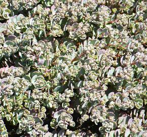 Rozchodník 'Robustum' - Sedum cauticola 'Robustum'