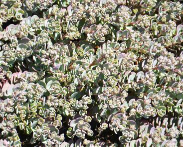 Rozchodník větvený 'Robustum'