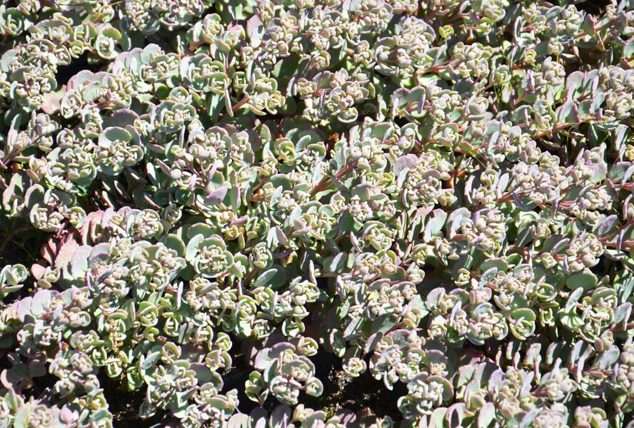 Rozchodník větvený 'Robustum' - Sedum cauticola 'Robustum'
