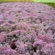 Rozchodník větvený 'Robustum' - Sedum cauticola 'Robustum'