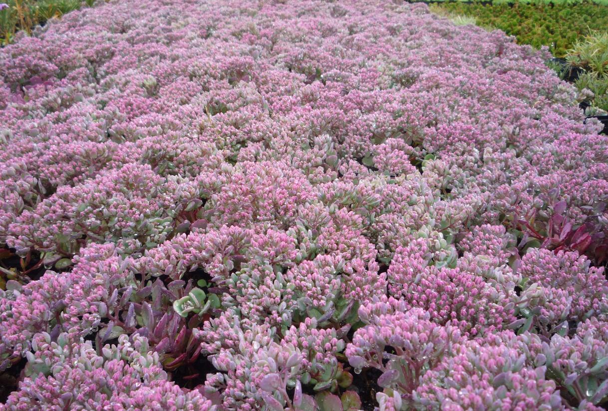 Rozchodník větvený 'Robustum' - Sedum cauticola 'Robustum'