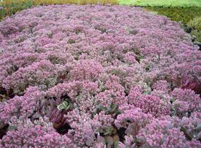 Rozchodník větvený 'Robustum' - Sedum cauticola 'Robustum'