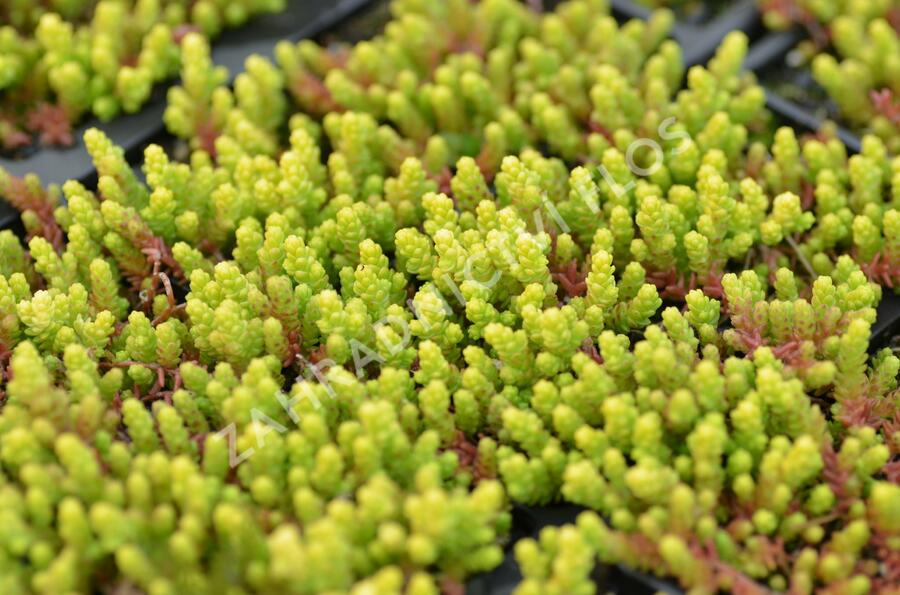Rozchodník ostrý 'Aurea' - Sedum acre 'Aurea'