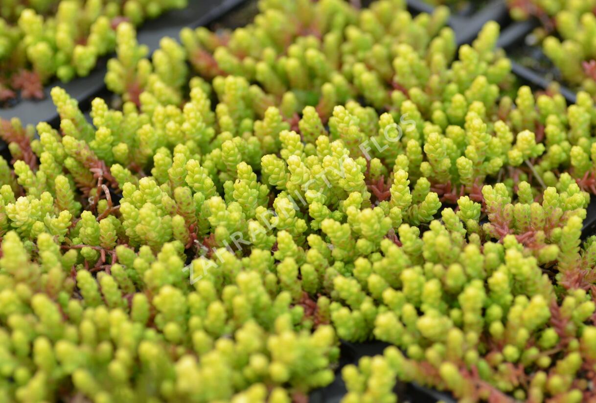 Rozchodník ostrý 'Aurea' - Sedum acre 'Aurea'