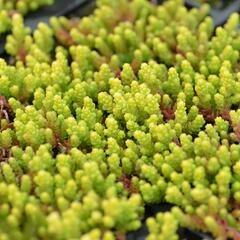 Rozchodník ostrý 'Aurea' - Sedum acre 'Aurea'