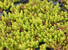 Rozchodník ostrý 'Aurea' - Sedum acre 'Aurea'