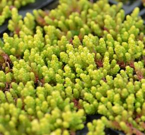 Rozchodník ostrý 'Aurea' - Sedum acre 'Aurea'