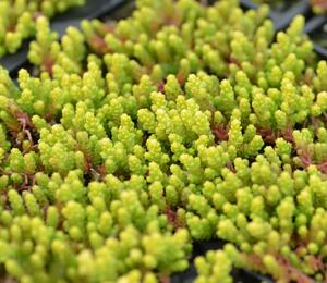 Rozchodník ostrý 'Aurea' - Sedum acre 'Aurea'