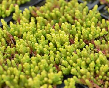 Rozchodník ostrý 'Aurea'