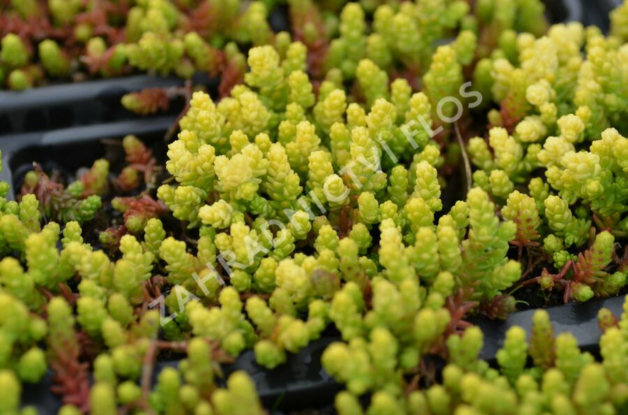 Rozchodník ostrý 'Aurea' - Sedum acre 'Aurea'