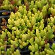 Rozchodník ostrý 'Aurea' - Sedum acre 'Aurea'