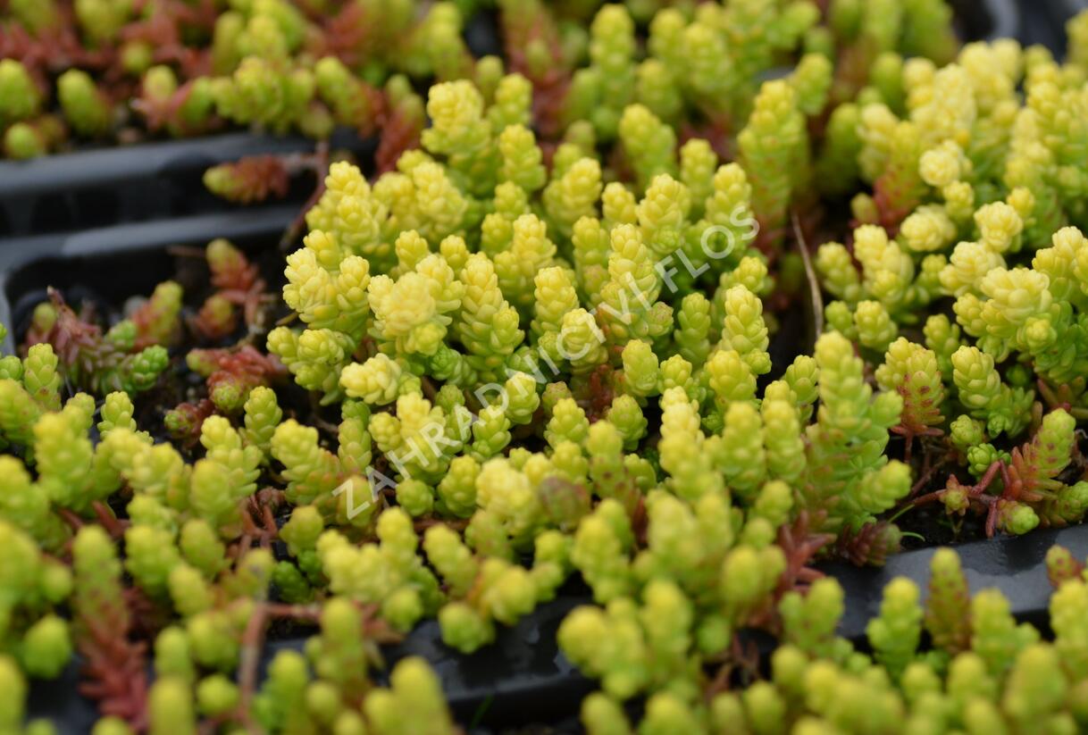 Rozchodník ostrý 'Aurea' - Sedum acre 'Aurea'