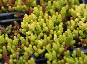 Rozchodník ostrý 'Aurea' - Sedum acre 'Aurea'