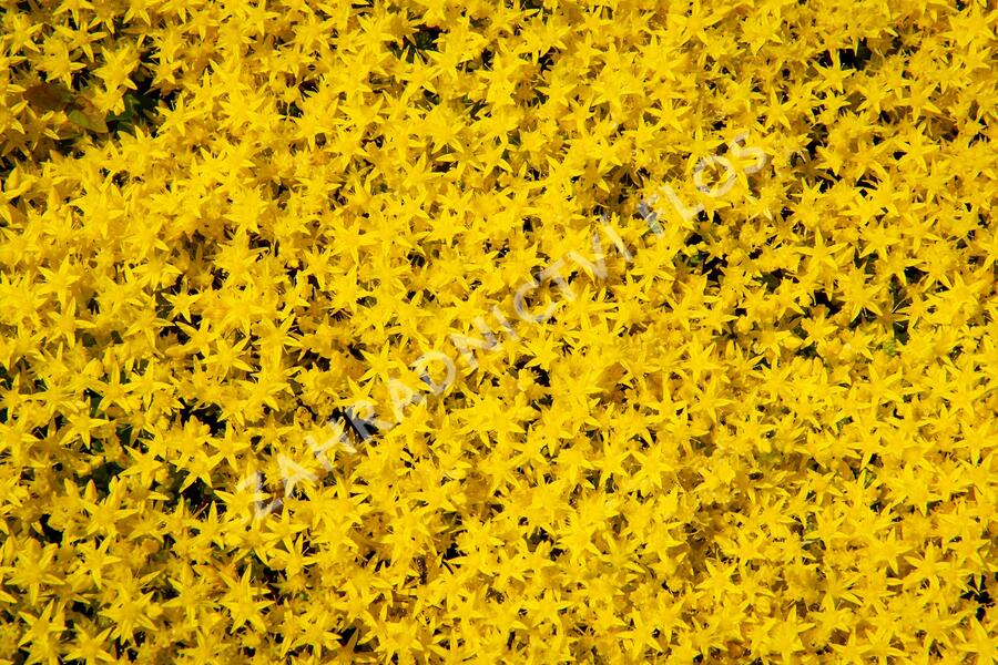 Rozchodník ostrý 'Aurea' - Sedum acre 'Aurea'