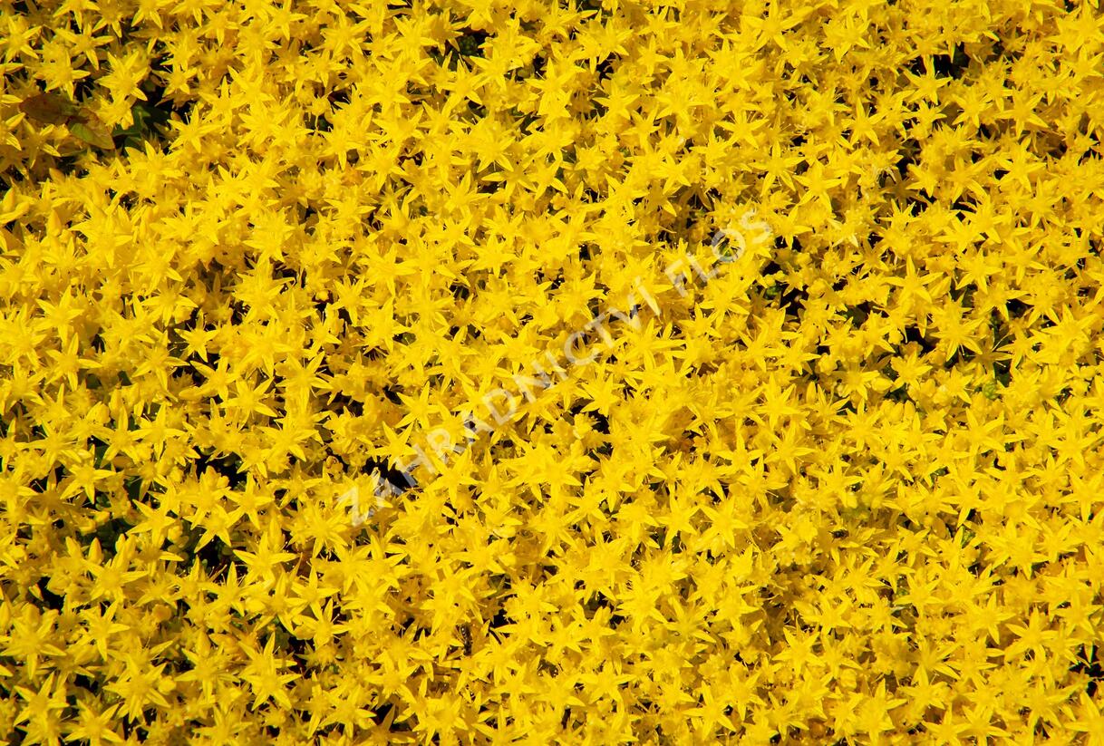 Rozchodník ostrý 'Aurea' - Sedum acre 'Aurea'