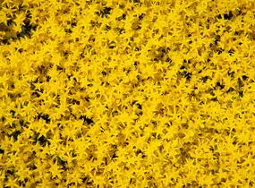 Rozchodník ostrý 'Aurea' - Sedum acre 'Aurea'