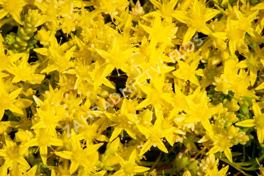 Rozchodník ostrý 'Aurea' - Sedum acre 'Aurea'
