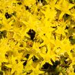 Rozchodník ostrý 'Aurea' - Sedum acre 'Aurea'