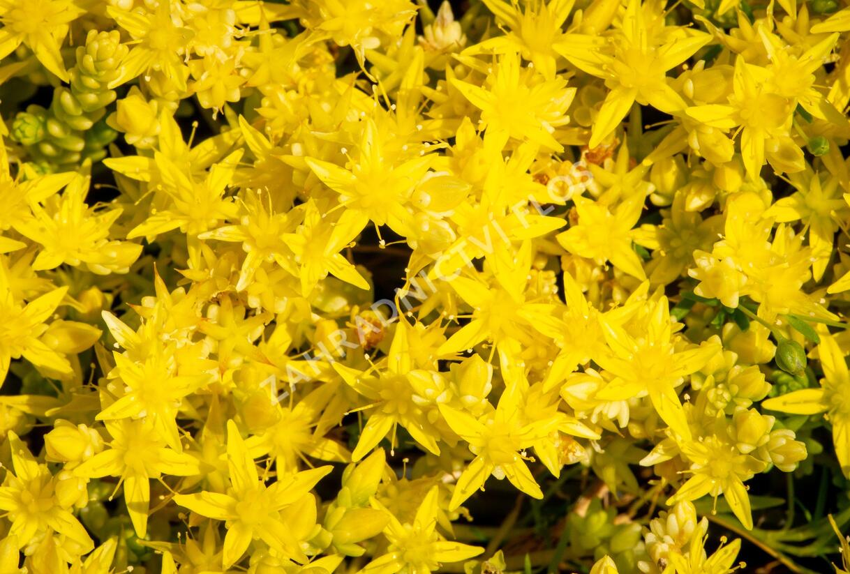 Rozchodník ostrý 'Aurea' - Sedum acre 'Aurea'
