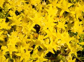 Rozchodník ostrý 'Aurea' - Sedum acre 'Aurea'