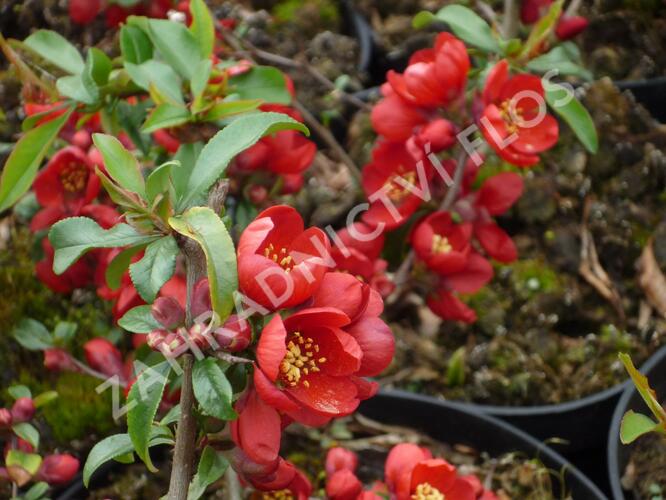 Kdoulovec nádherný 'Hollandia' - Chaenomeles superba 'Hollandia'