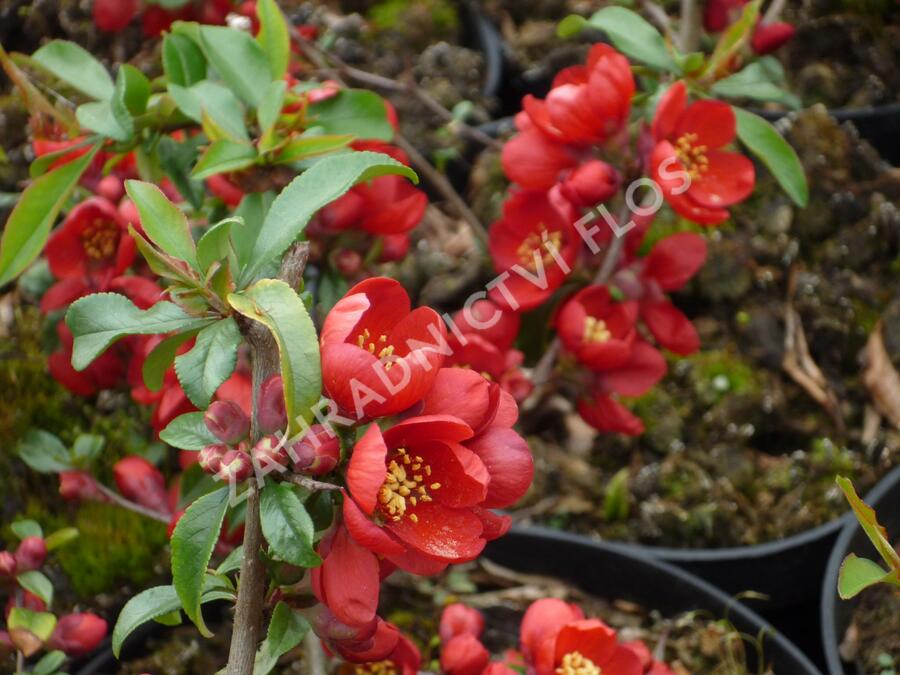 Kdoulovec nádherný 'Hollandia' - Chaenomeles superba 'Hollandia'