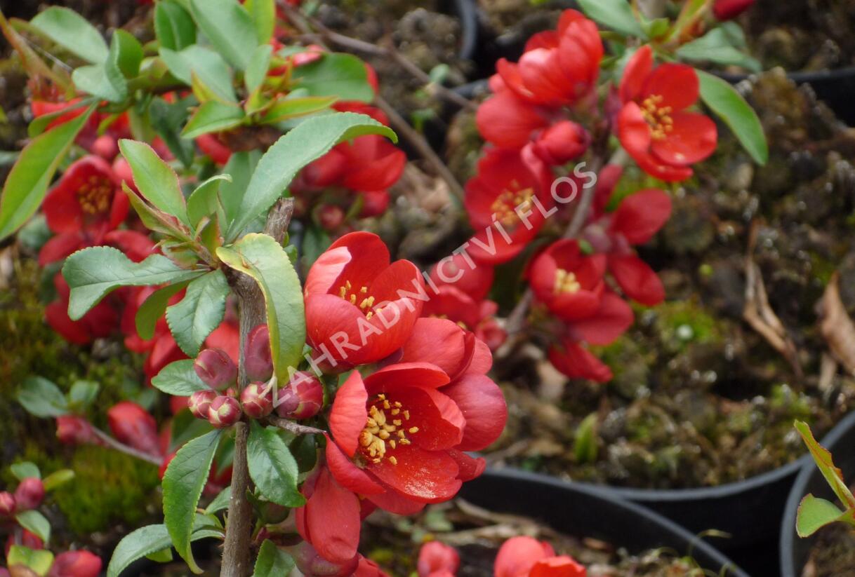 Kdoulovec nádherný 'Hollandia' - Chaenomeles superba 'Hollandia'