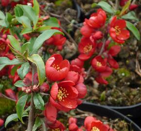 Kdoulovec nádherný 'Hollandia' - Chaenomeles superba 'Hollandia'