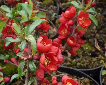 Kdoulovec nádherný 'Hollandia'