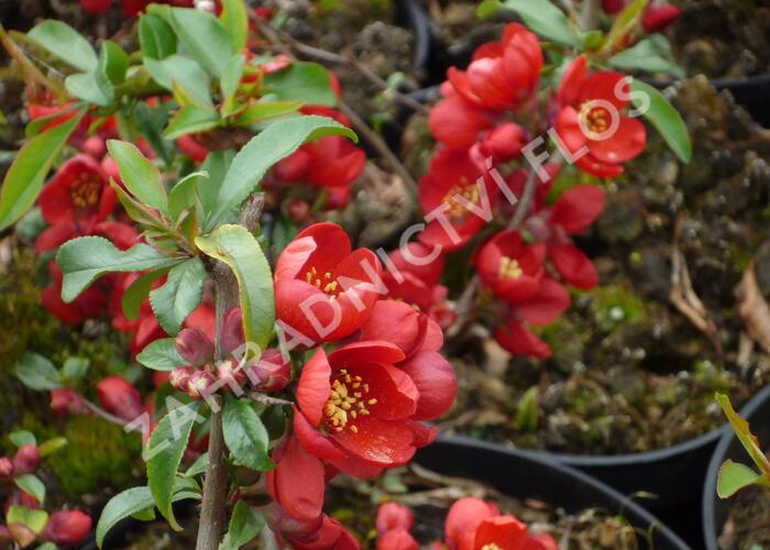Kdoulovec nádherný 'Hollandia' - Chaenomeles superba 'Hollandia'