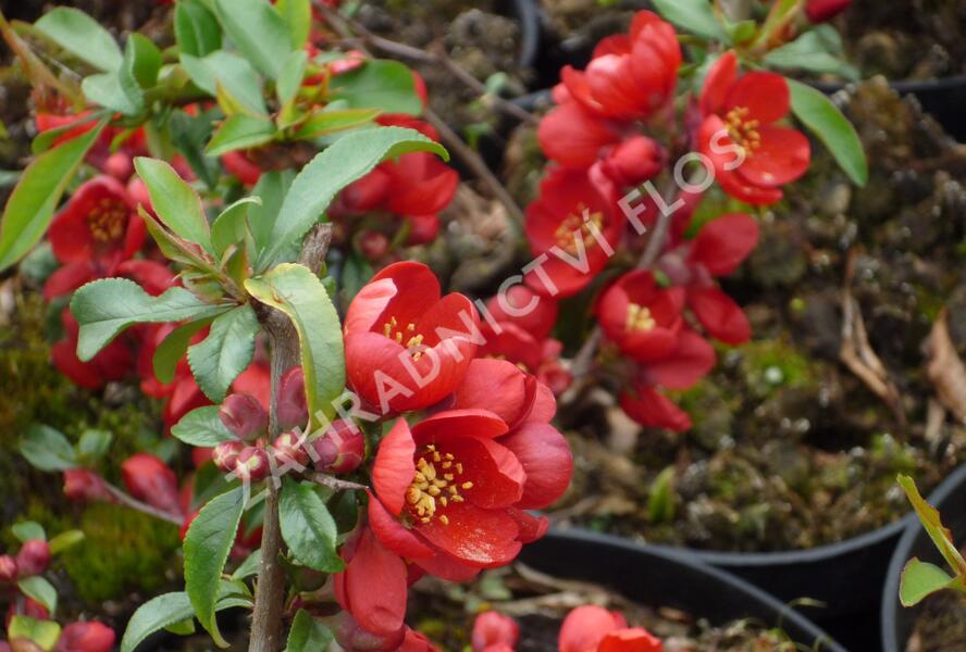 Kdoulovec nádherný 'Hollandia' - Chaenomeles superba 'Hollandia'