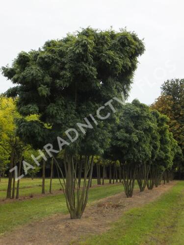 Dřezovec trojtrnný 'Elegantissima' - Gleditsia triacanthos 'Elegantissima'