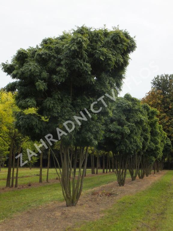 Dřezovec trojtrnný 'Elegantissima' - Gleditsia triacanthos 'Elegantissima'