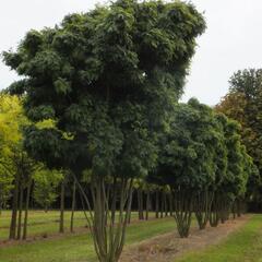 Dřezovec trojtrnný 'Elegantissima' - Gleditsia triacanthos 'Elegantissima'