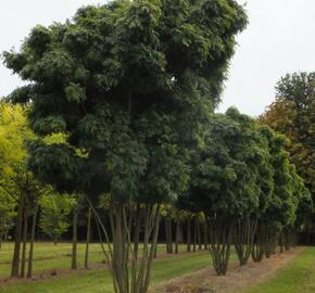 Dřezovec trojtrnný 'Elegantissima'