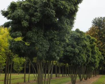 Dřezovec trojtrnný 'Elegantissima'