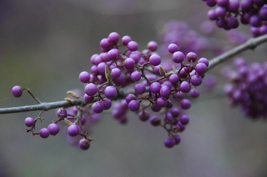 Krásnoplodka bodinierova var. giraldii - Callicarpa bodinieri giraldii