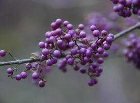 Krásnoplodka bodinierova 'Giraldii' - Callicarpa bodinieri 'Giraldii'