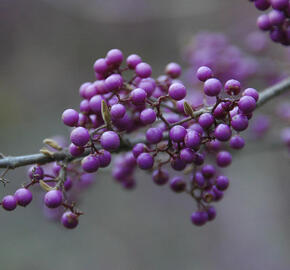 Krásnoplodka bodinierova var. giraldii - Callicarpa bodinieri giraldii