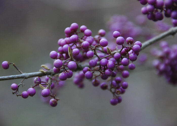 Krásnoplodka bodinierova - Callicarpa bodinieri giraldii