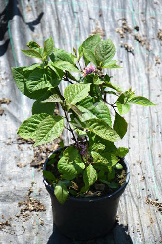 Krásnoplodka bodinierova var. giraldii - Callicarpa bodinieri giraldii