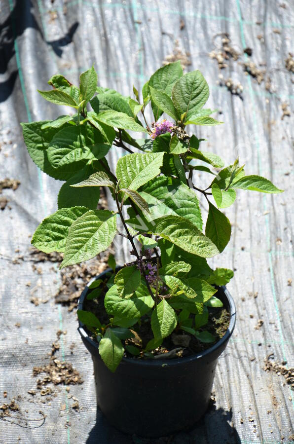 Krásnoplodka bodinierova var. giraldii - Callicarpa bodinieri giraldii