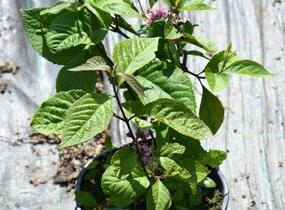 Krásnoplodka bodinierova 'Giraldii' - Callicarpa bodinieri 'Giraldii'