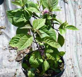 Krásnoplodka bodinierova var. giraldii - Callicarpa bodinieri giraldii
