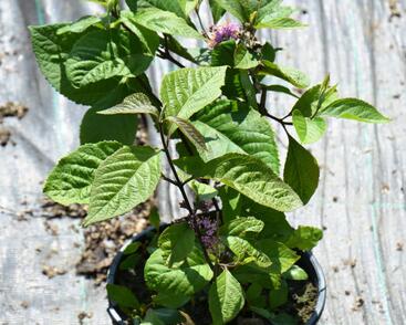 Krásnoplodka bodinierova 'Giraldii'