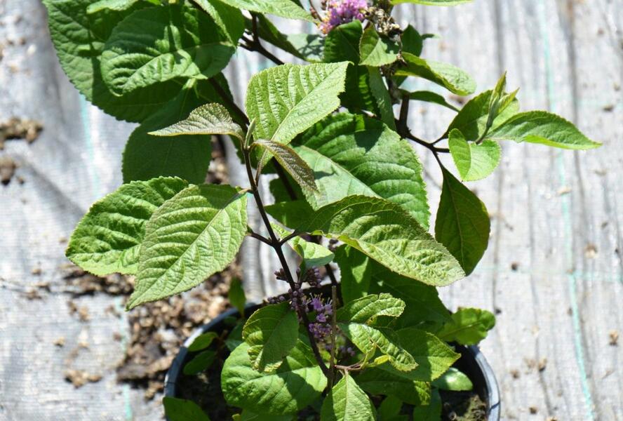 Krásnoplodka bodinierova 'Giraldii' - Callicarpa bodinieri 'Giraldii'