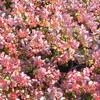 dil Thunbergv Atropurpurea Nana - Berberis thunbergii Atropurpurea Nana