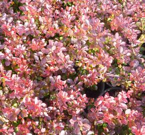 Dřišťál Thunbergův 'Atropurpurea Nana' - Berberis thunbergii 'Atropurpurea Nana'